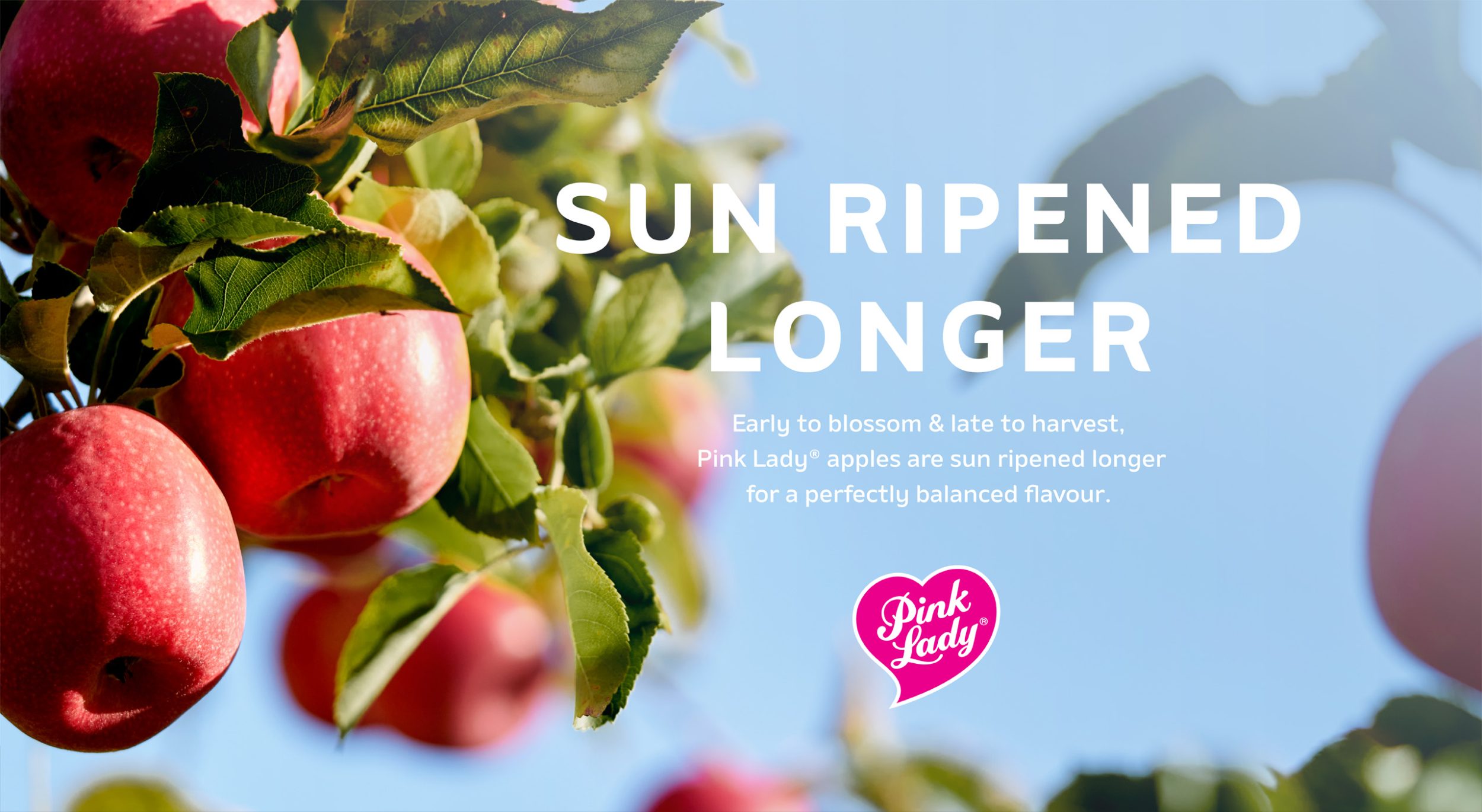 Sun Ripened Longer